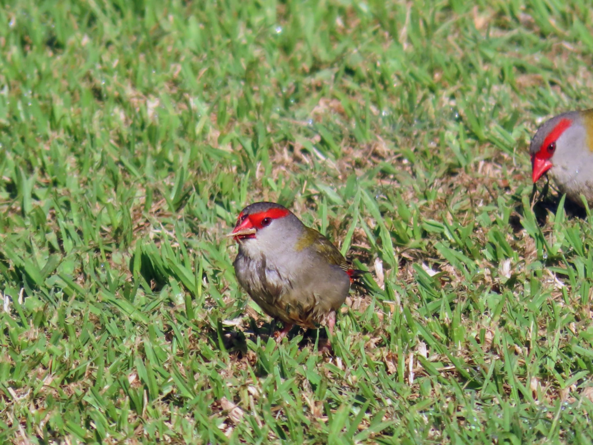 Photo of Red-browed Finch at Pitt Town Lagoon, NSW, Australia by Maki