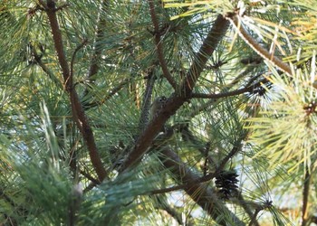 2023年11月29日(水) 葛西臨海公園の野鳥観察記録