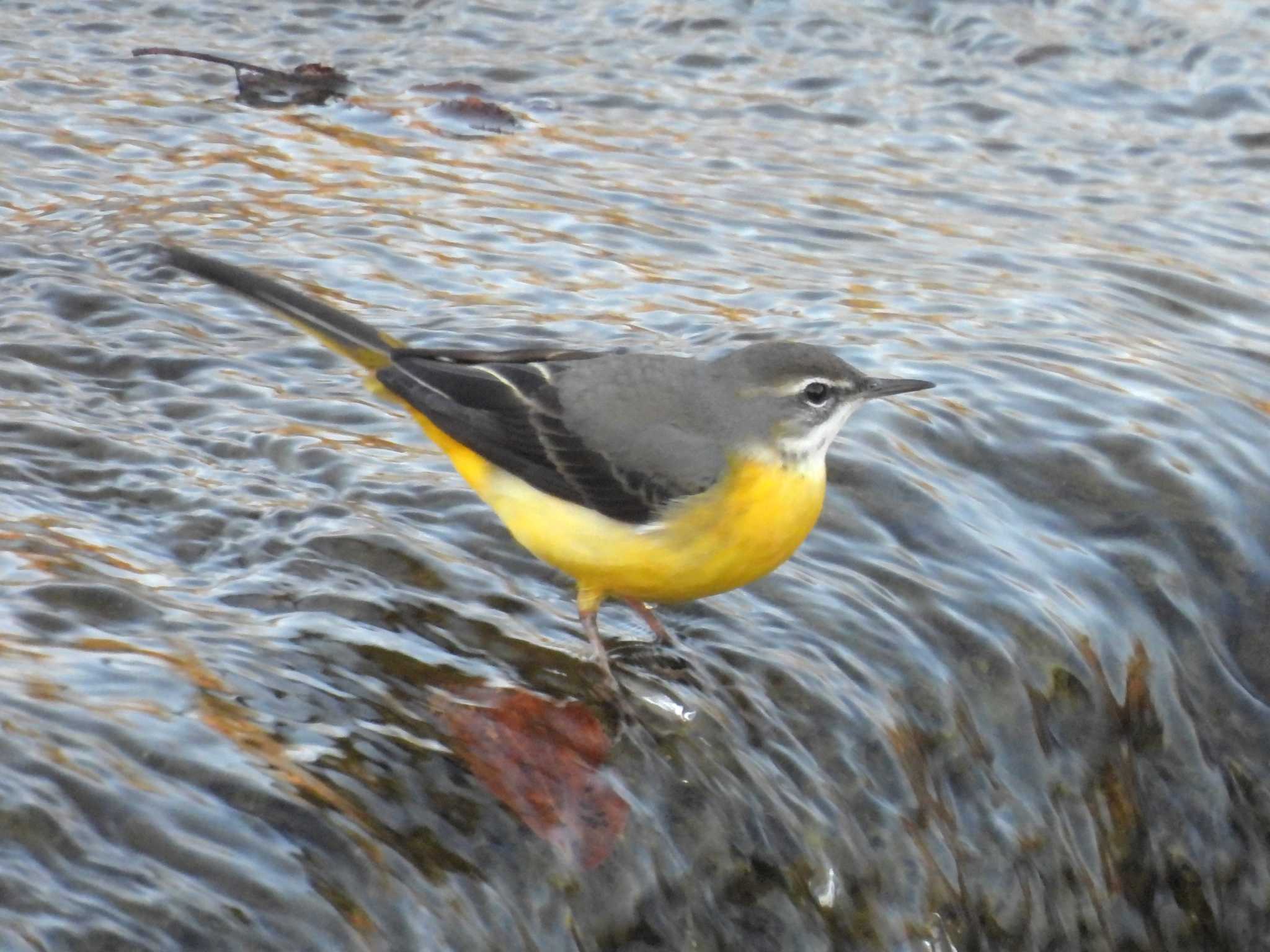 Photo of Grey Wagtail at 鴨川 by ゆりかもめ