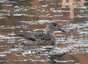 Falcated Duck 深泥池 Mon, 12/4/2023