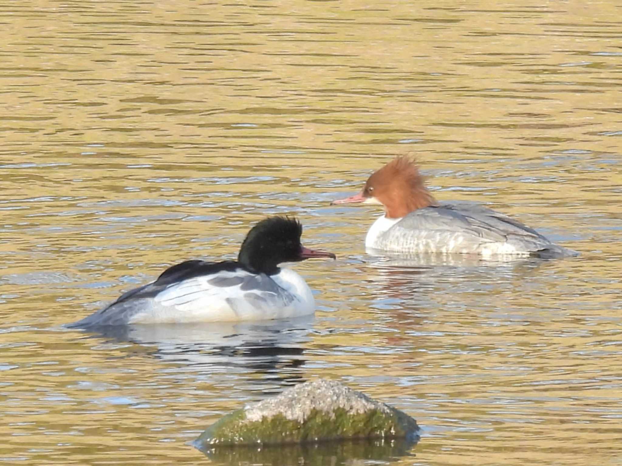 Photo of Common Merganser at 鴨川 by ゆりかもめ