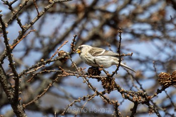 Common Redpoll Senjogahara Marshland Sun, 12/3/2023