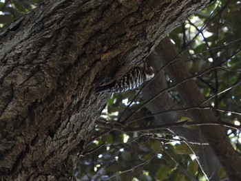 Japanese Pygmy Woodpecker 成田山公園 Sun, 12/3/2023