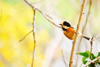 Varied Tit 涸沼自然公園 Unknown Date