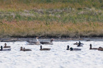 ハイイロガン 米子水鳥公園 2023年12月3日(日)