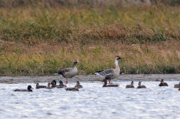 サカツラガン 米子水鳥公園 2023年12月3日(日)