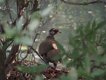 Silver Pheasant Shakujii Park Fri, 11/24/2023