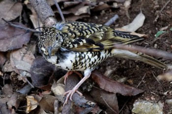 2016年2月3日(水) 岐阜公園の野鳥観察記録