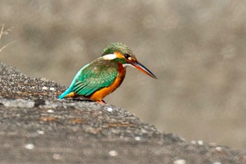 Common Kingfisher 島田川河口(山口県) Mon, 12/4/2023