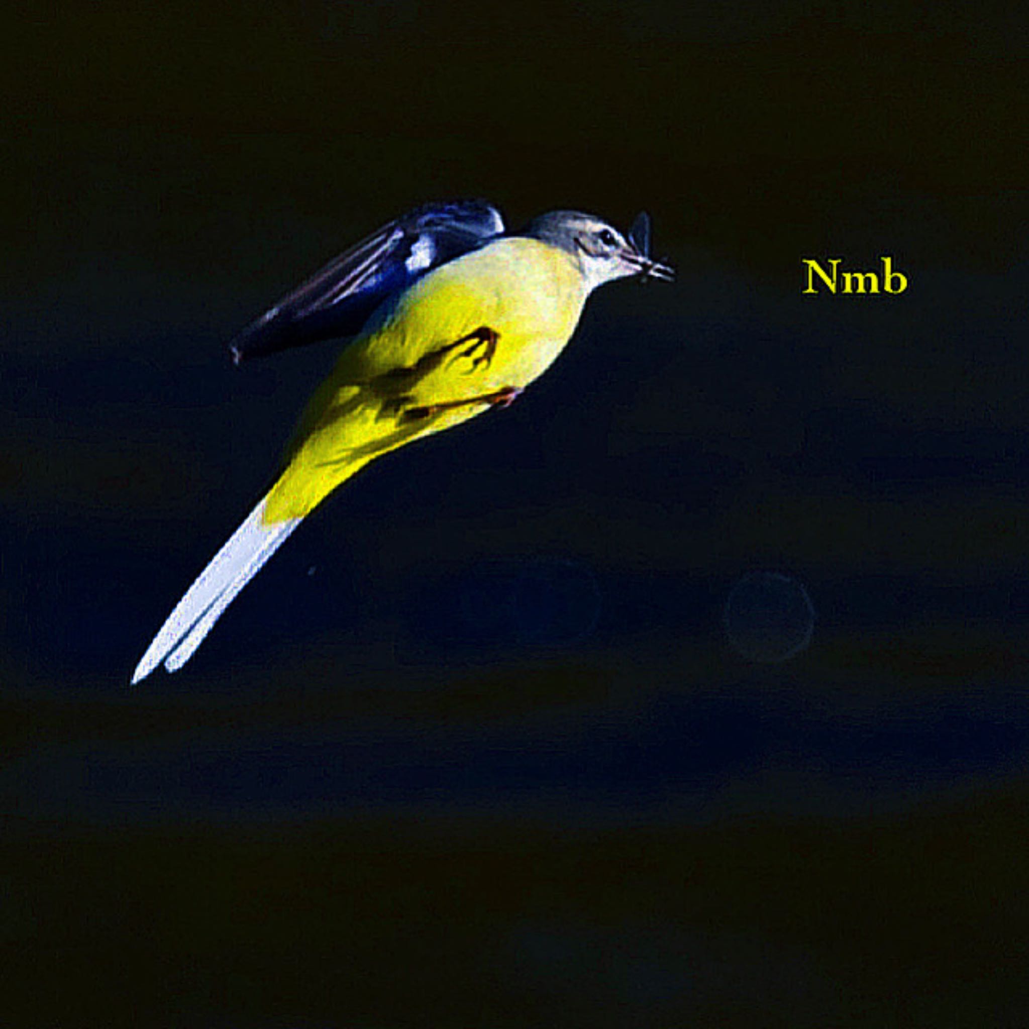 Photo of Grey Wagtail at  by soul.number.358