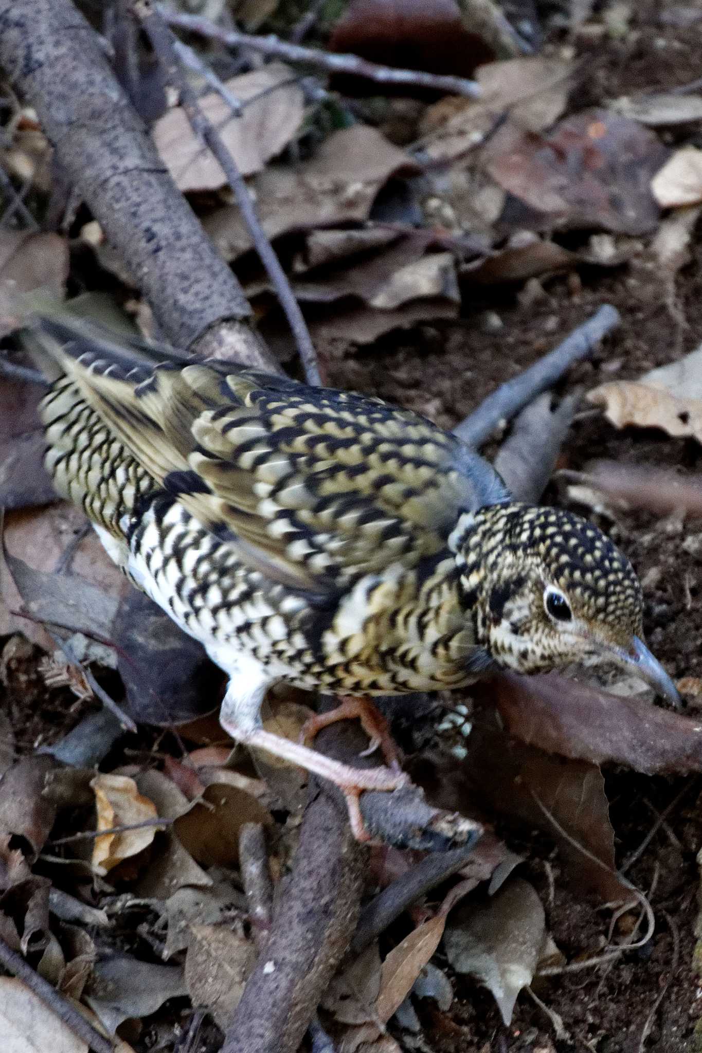 Photo of White's Thrush at 岐阜公園 by herald
