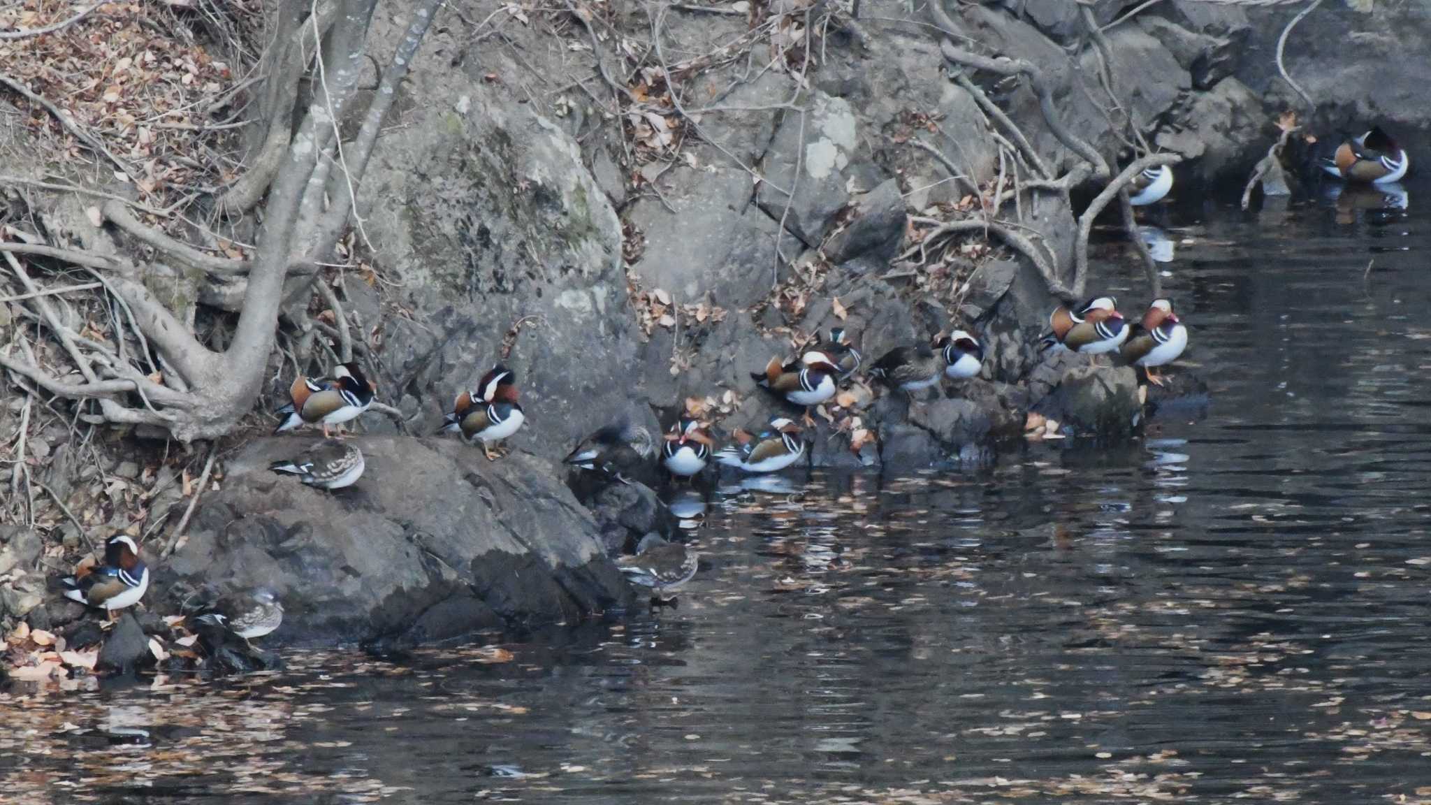 Mandarin Duck