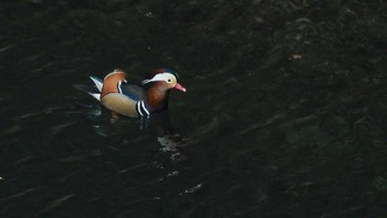 Mandarin Duck みずがき湖 Sun, 12/3/2023