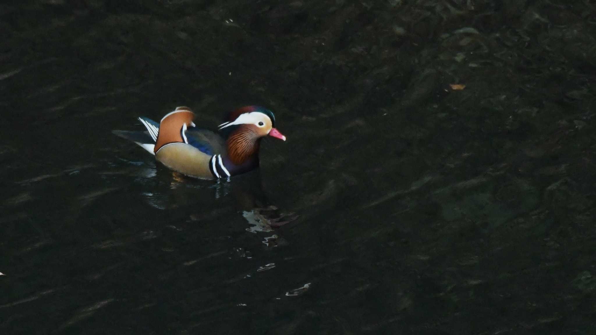 Photo of Mandarin Duck at みずがき湖 by ao1000