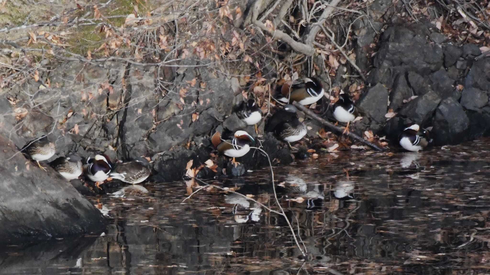 Mandarin Duck