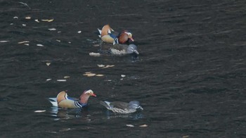 Mandarin Duck みずがき湖 Sun, 12/3/2023