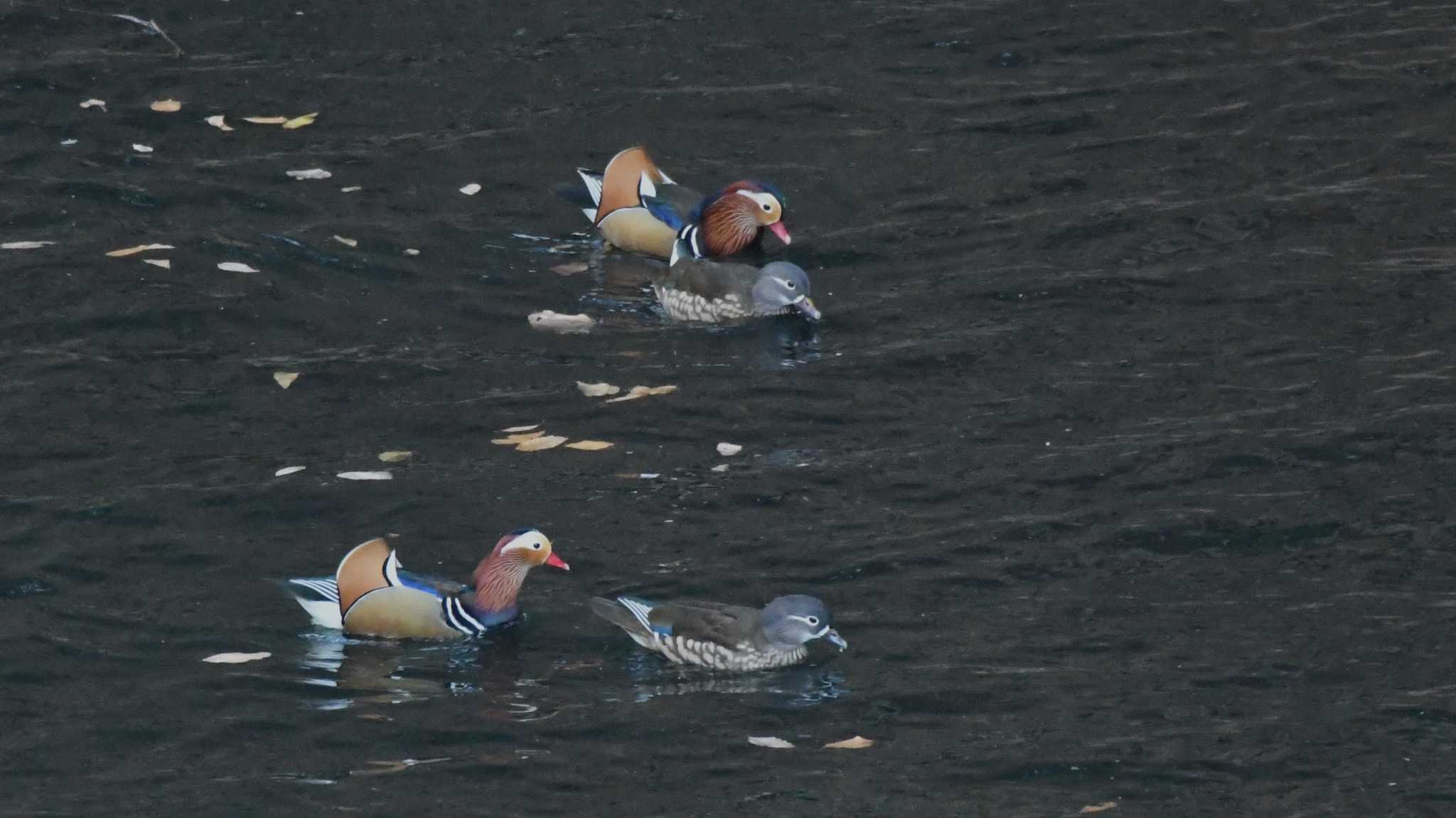 Mandarin Duck