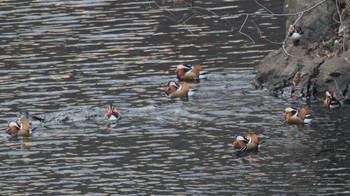 Mandarin Duck みずがき湖 Sun, 12/3/2023