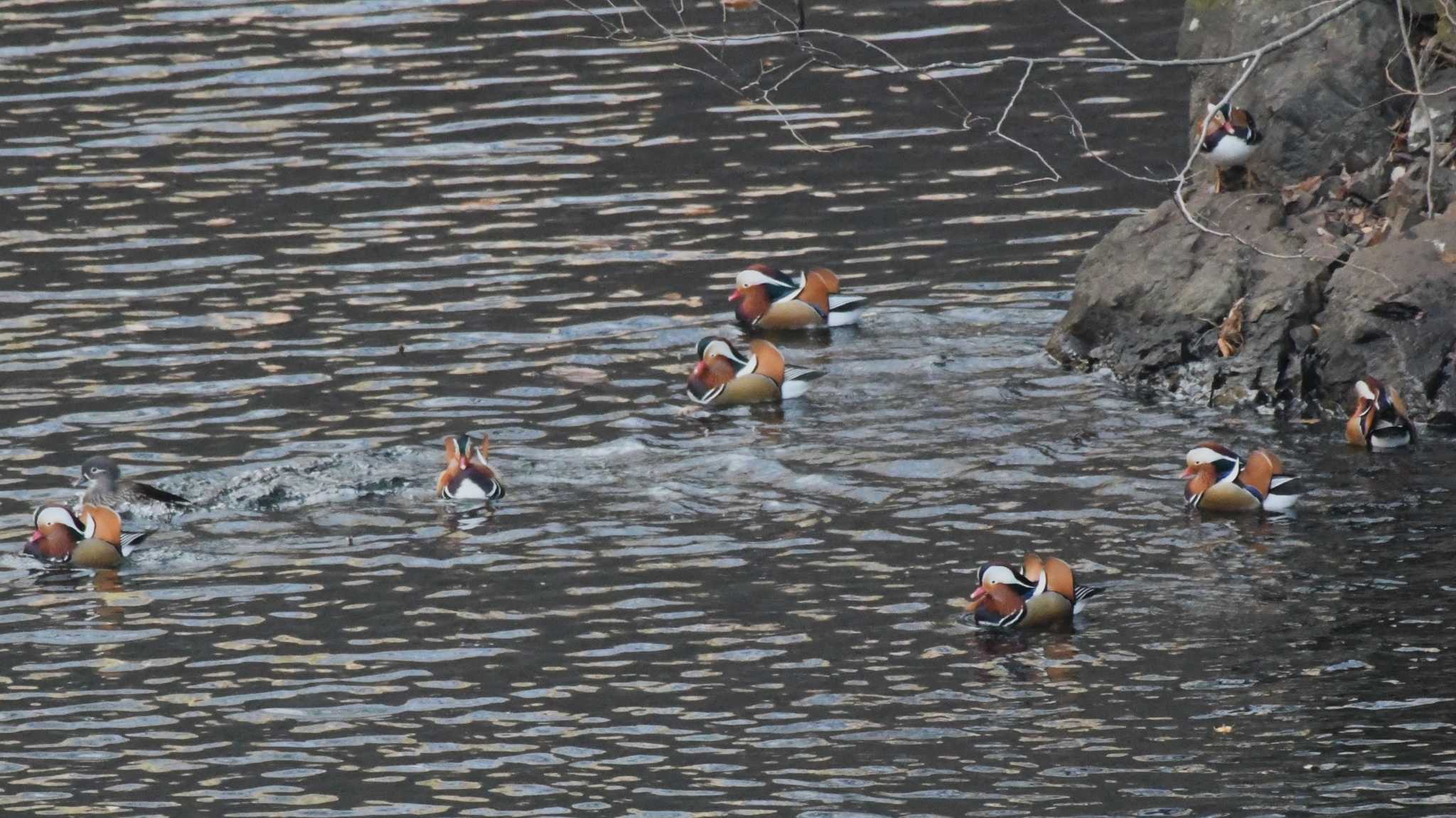 Photo of Mandarin Duck at みずがき湖 by ao1000