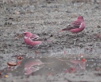 Pallas's Rosefinch 和泉葛城山 Sun, 12/3/2023