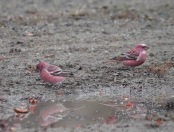 Pallas's Rosefinch 和泉葛城山 Sun, 12/3/2023