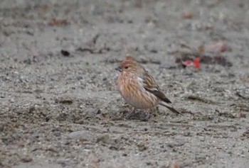 Pallas's Rosefinch 和泉葛城山 Sun, 12/3/2023