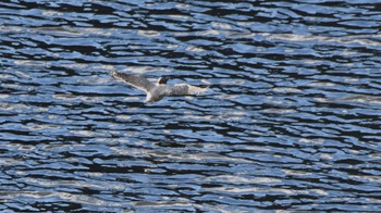 Crested Kingfisher みずがき湖 Sun, 12/3/2023