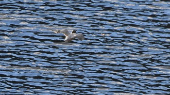 Crested Kingfisher みずがき湖 Sun, 12/3/2023