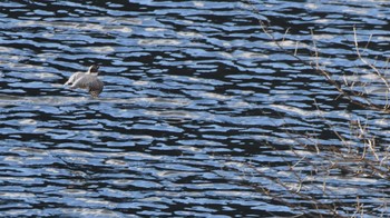 Crested Kingfisher みずがき湖 Sun, 12/3/2023