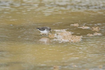 Temminck's Stint 金武町(沖縄県) Sun, 12/3/2023