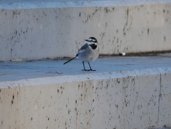 White Wagtail 東京都 Mon, 12/4/2023