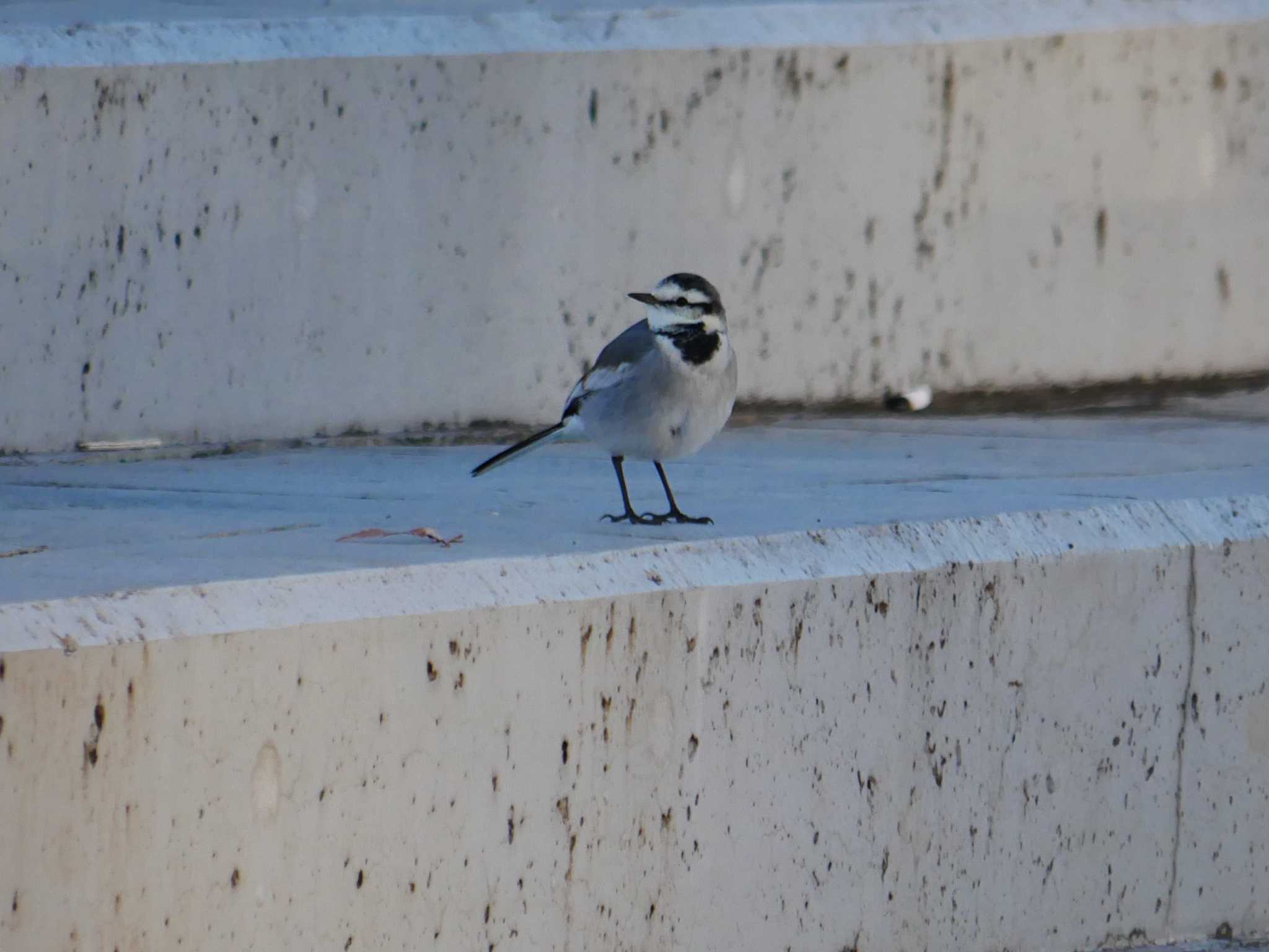 Photo of White Wagtail at 東京都 by アカウント8018