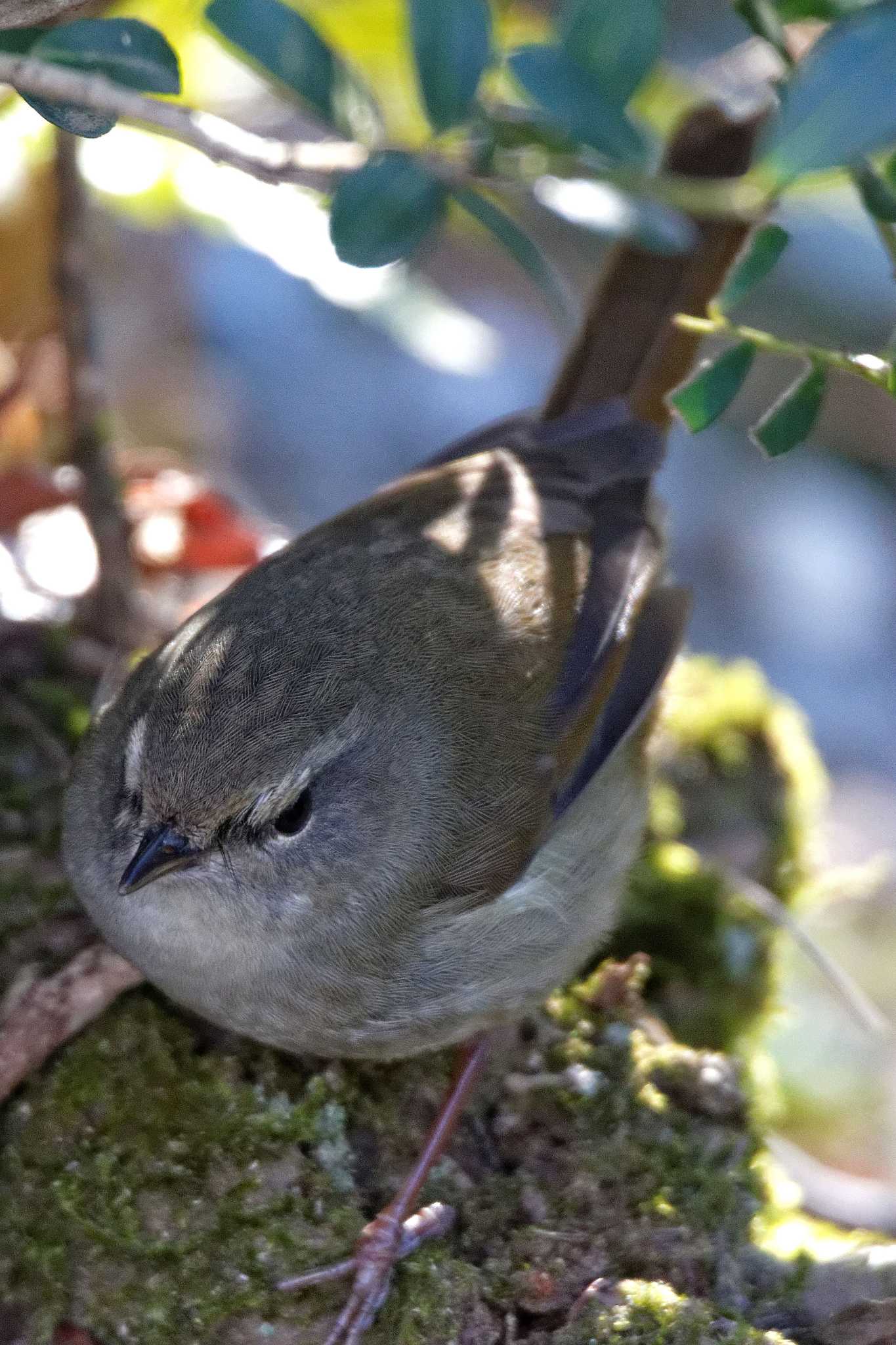 Japanese Bush Warbler