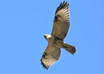 Eastern Buzzard 寺家ふるさと村 Sun, 12/3/2023