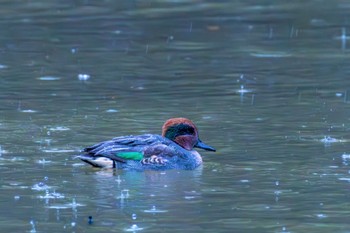 コガモ 鳥屋野潟 2023年12月2日(土)