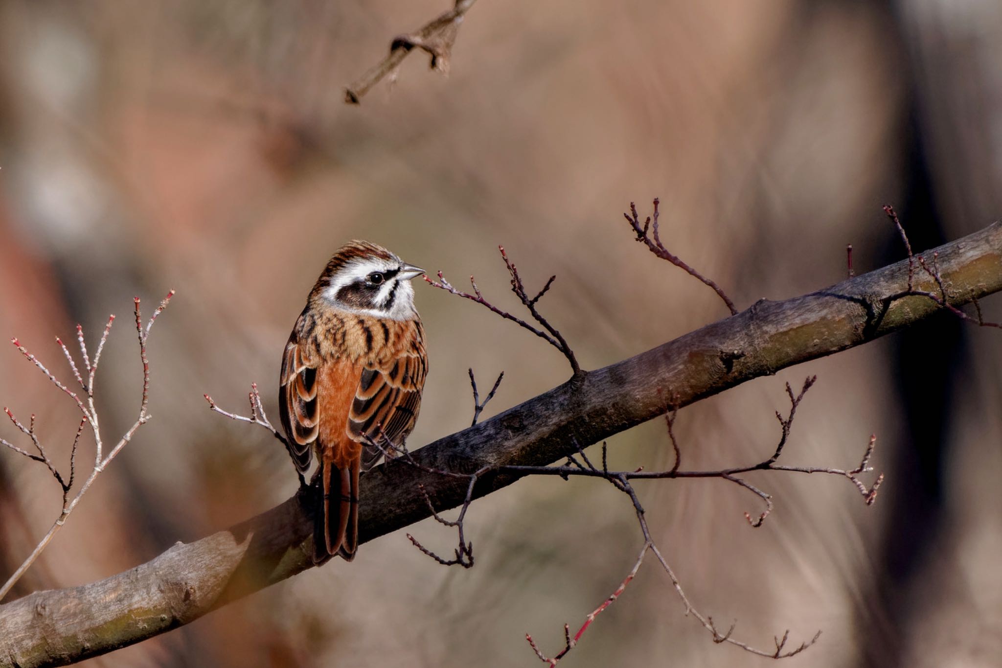 Meadow Bunting