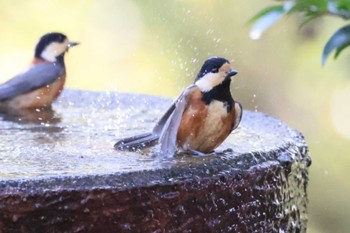 Mon, 12/4/2023 Birding report at 権現山(弘法山公園)