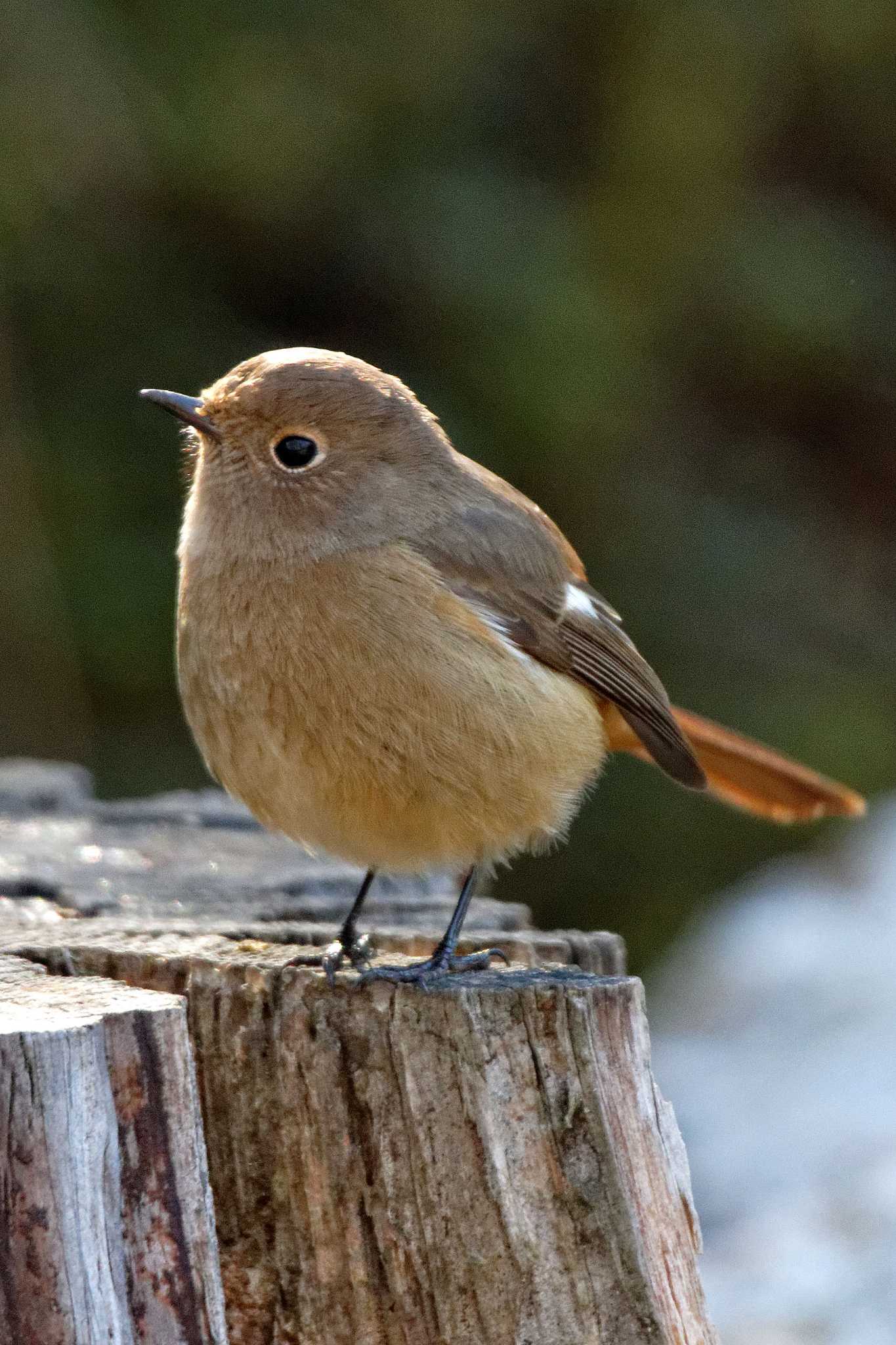 Daurian Redstart