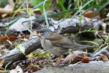 2023年12月4日(月) 秋ヶ瀬公園の野鳥観察記録