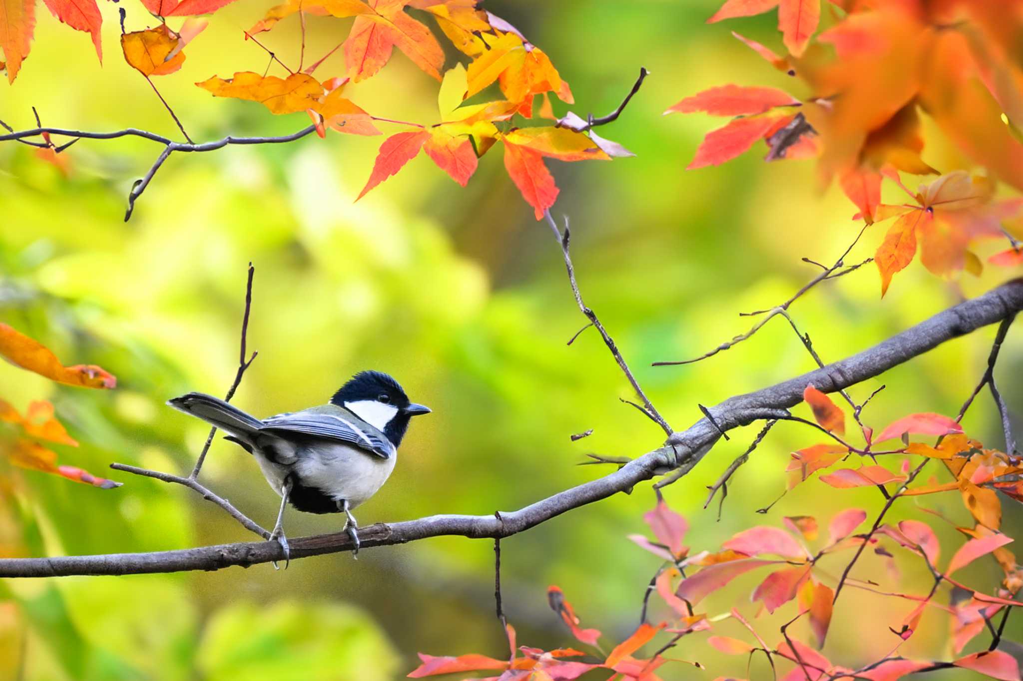 Photo of Japanese Tit at Akigase Park by Yokai