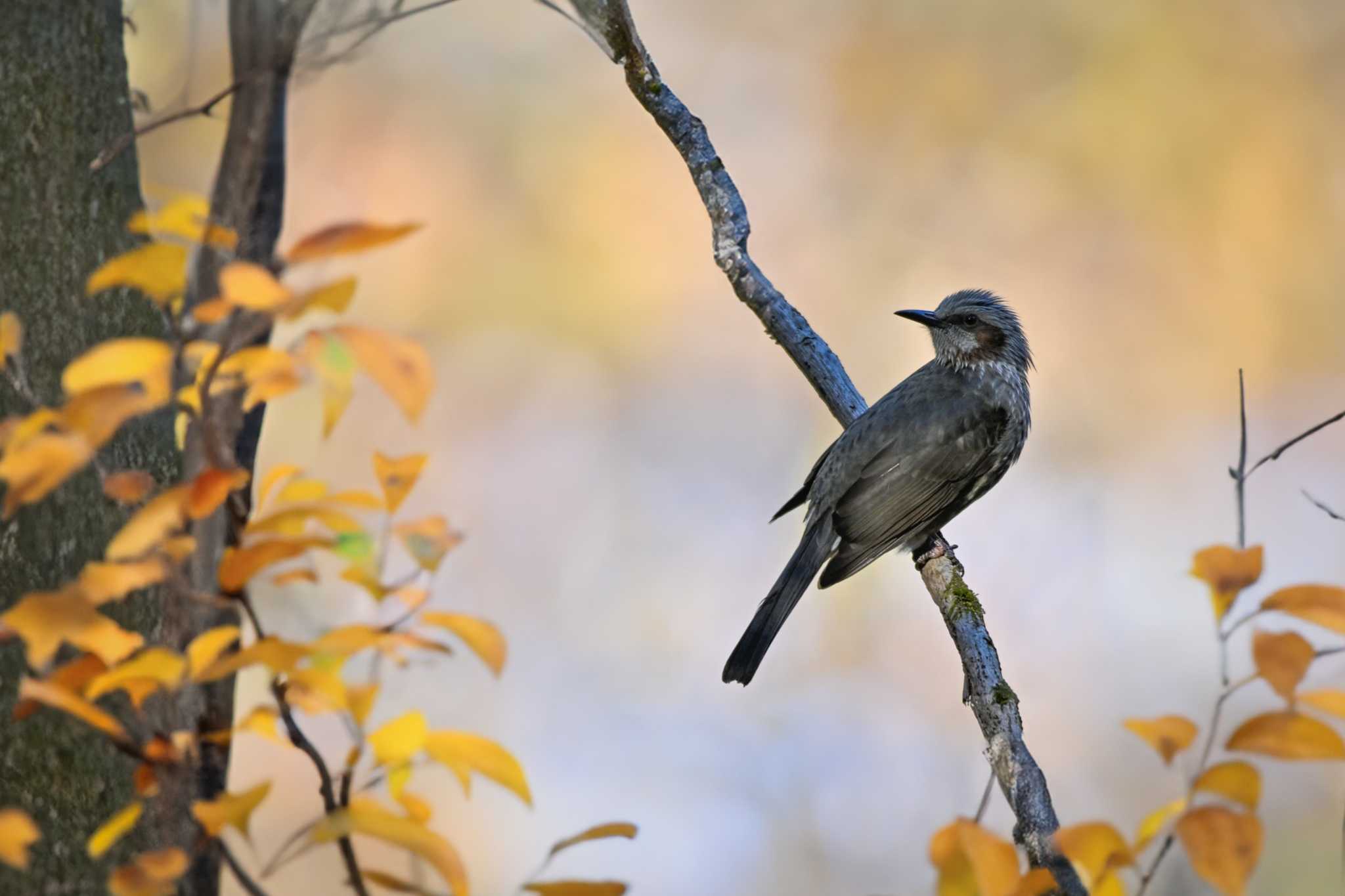 Photo of Brown-eared Bulbul at Akigase Park by Yokai