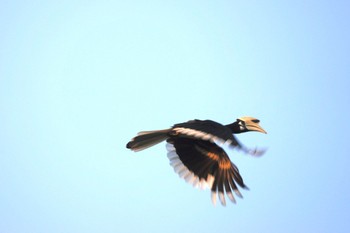 Oriental Pied Hornbill Pasir Ris Park (Singapore) Sat, 3/18/2023