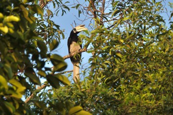 キタカササギサイチョウ Pasir Ris Park (Singapore) 2023年3月18日(土)