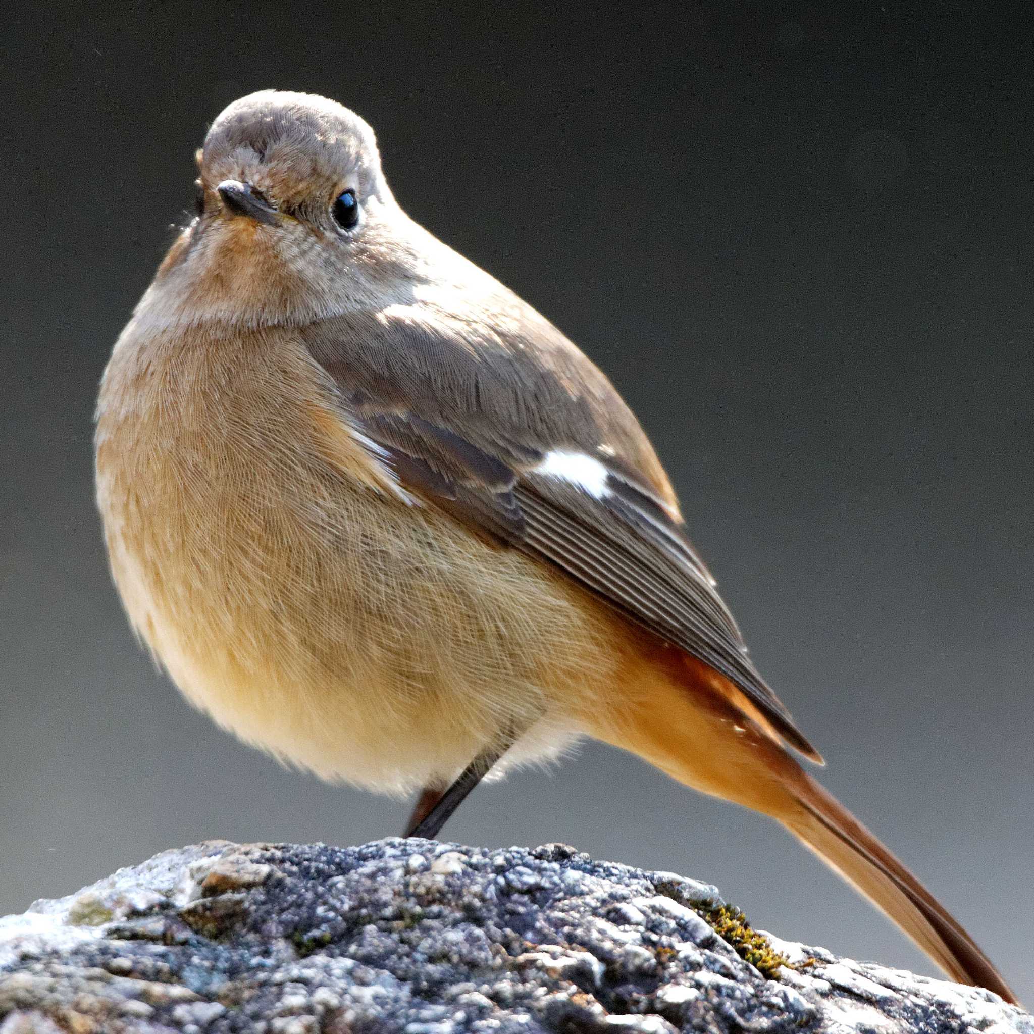 Daurian Redstart