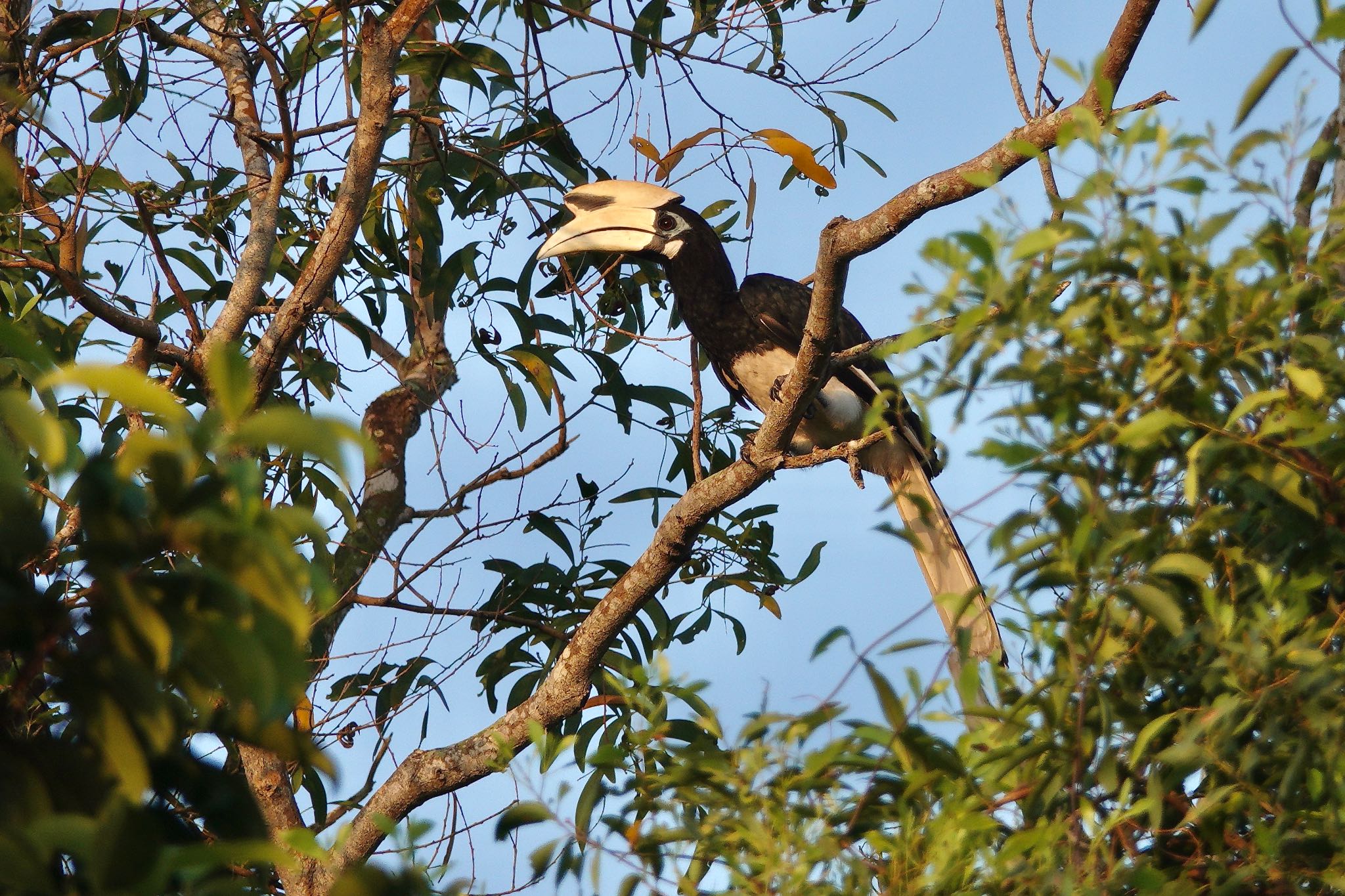 Photo of Oriental Pied Hornbill at Pasir Ris Park (Singapore) by のどか