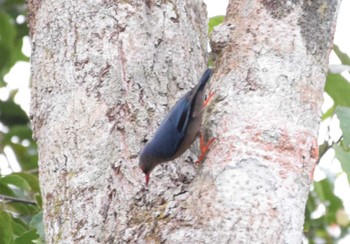 Velvet-fronted Nuthatch バンダル・スリ・ブガワン Fri, 3/10/2017