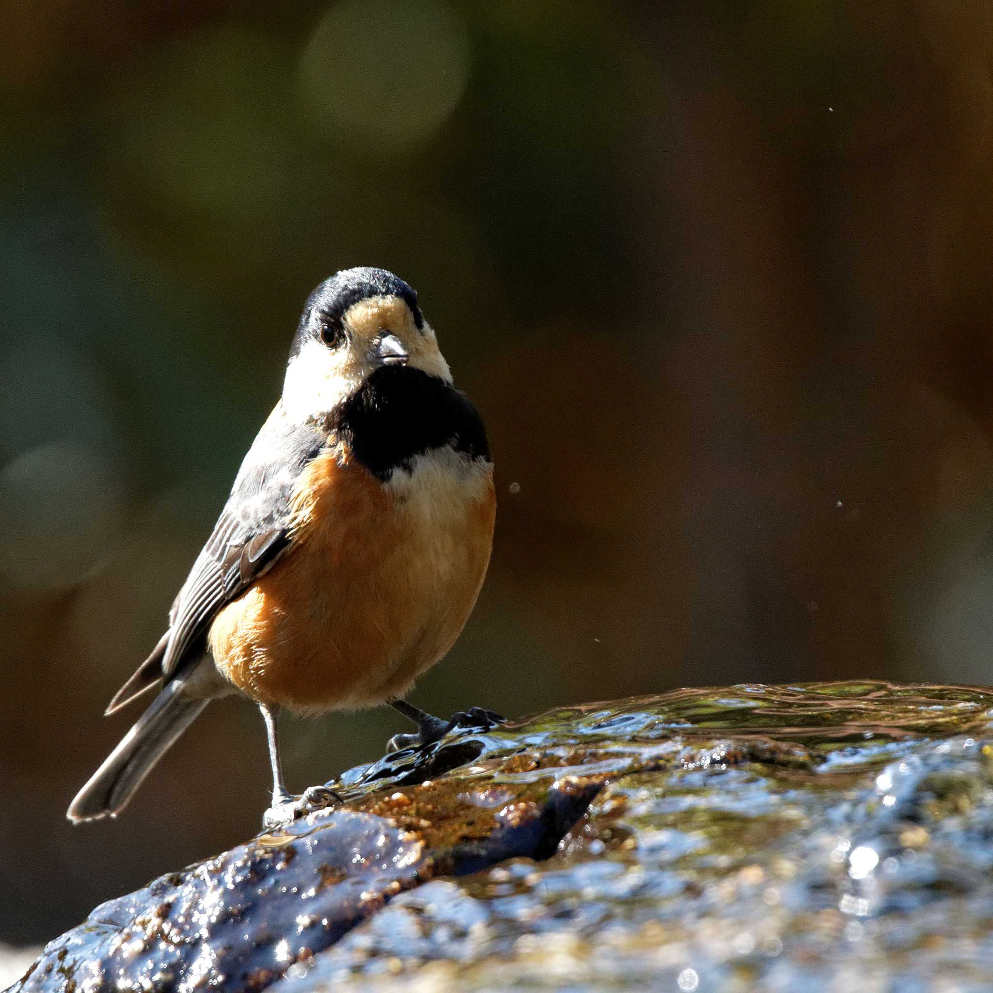 Photo of Varied Tit at 岐阜公園 by herald