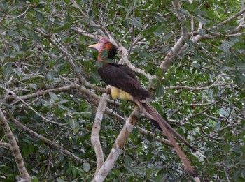 Helmeted Hornbill バンダル・スリ・ブガワン Fri, 3/10/2017