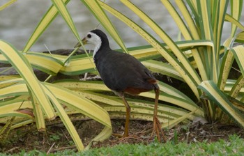 White-breasted Waterhen バンダル・スリ・ブガワン Sat, 3/11/2017