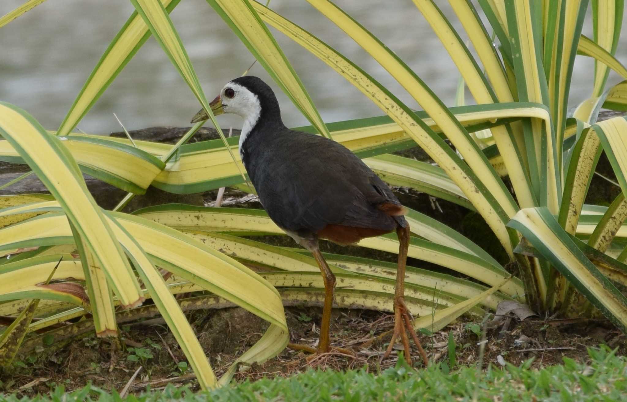 Photo of White-breasted Waterhen at バンダル・スリ・ブガワン by dtaniwaki